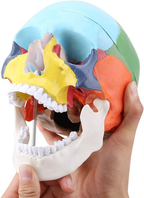 Walfront Human Skull Model, Anatomical Replica with Identification Card, Life Sized