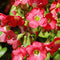Iron Cross (Oxalis) Flower Bulbs - 25 Bulbs per Pack - Good