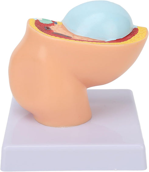 9 Dioche Pregnant Woman Anatomical Pelvis Model, Anatomical Pregnant Human Female Pelvis with Pregnancy Months Baby