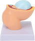 LJCM 9 Months Baby Fetus Model, Female Pelvis Model for Pregnancy, Clear Structure, High Simulation for Science