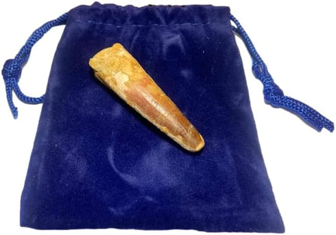 DINOSAURS ROCK Genuine Spinosaurus Dinosaur Fossil Tooth - 1.5"