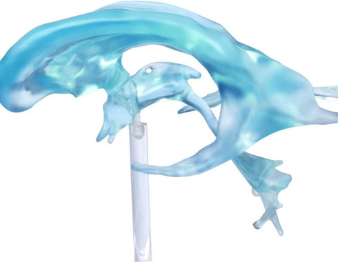 EVOTECH SCIENTIFIC Human Brain Ventricles Model for Medical Anatomy Teaching Learning, Students Learning Education