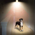 Bulb- 4 Pack, 10W(60W 806lm Bulb; A19, E26, (2700K AmeriTop Motion Sensor Light Equivalent) Motion Activated Dusk