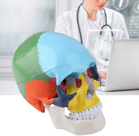 Walfront Human Skull Model, Anatomical Replica with Identification Card, Life Sized