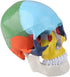 Walfront Human Skull Model, Anatomical Replica with Identification Card, Life Sized