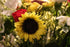 Lac et Soleil Flower Postcard Photo by MIRO Sunflowers and Flowers (Bouquets) Postcards