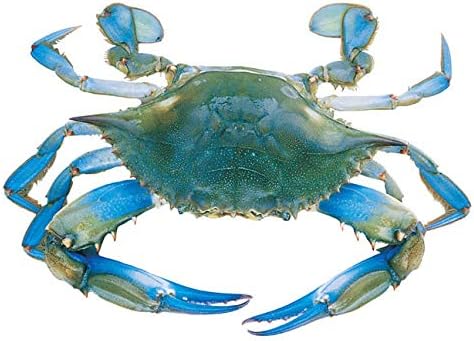 Large Blue Crab Wall Decal - 19" tall x 26.5" wide