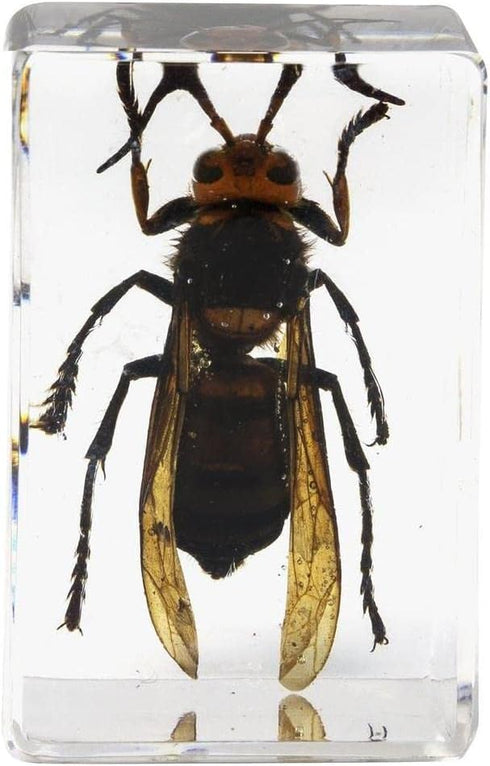 Celestron Real 3D Bugs in Clear Resin - 4pc Set of Wasp, Ant, Chafer, Beetle Specimens for Science Education