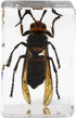 Celestron Real 3D Bugs in Clear Resin - 4pc Set of Wasp, Ant, Chafer, Beetle Specimens for Science Education