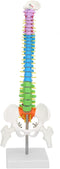 Human Spine Model Colored Flexible Scientific Anatomical Human Skeleton Spine Model Anatomy