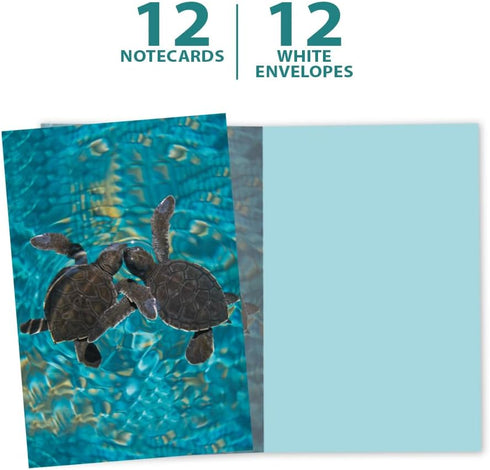 Tree-Free Greetings EcoNotes 12 Count Baby Sea Turtles Notecard Set with Envelopes, 4 x 6 Inches