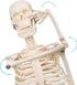17.7 NEW HORIZON Human Skeleton Model for Anatomy,Movable Arms Legs Bones Structures,Whole Spine Ribs Skeleton
