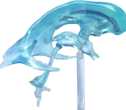 EVOTECH SCIENTIFIC Human Brain Ventricles Model for Medical Anatomy Teaching Learning, Students Learning Education