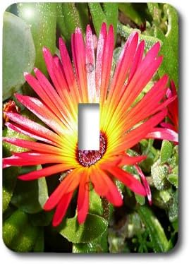 3dRose lsp_22795_1 Stunning Red And Yellow Gerbera Daisy Single Toggle Switch
