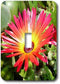 3dRose lsp_22795_1 Stunning Red And Yellow Gerbera Daisy Single Toggle Switch