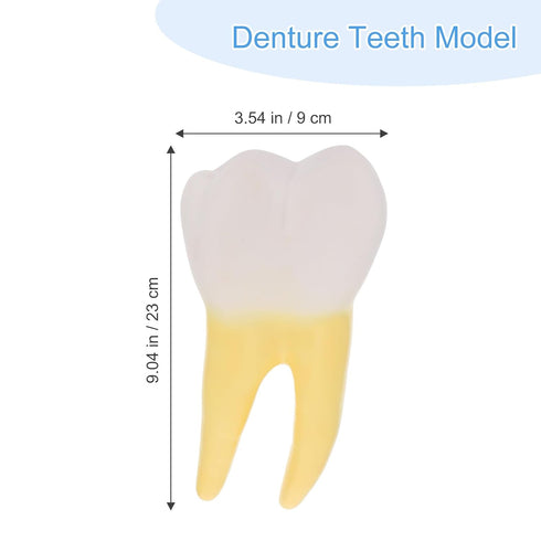 UPKOCH Molar Teeth Model for Dentist Simulation PVC Anatomical Tooth Specimen Oral Health Display Model for Teaching