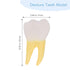 UPKOCH Molar Teeth Model for Dentist Simulation PVC Anatomical Tooth Specimen Oral Health Display Model for Teaching