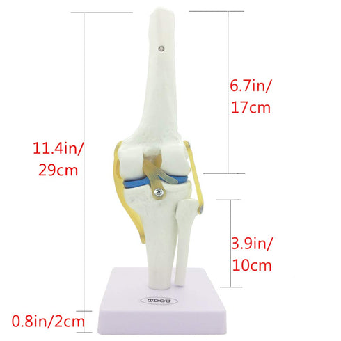 1:1 Knee Joint Simulation Model Medical Anatomy Human Life Size