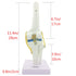 1:1 Knee Joint Simulation Model Medical Anatomy Human Life Size