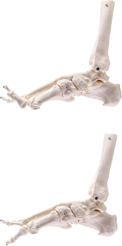 QWORK Human Foot Skeleton Model, Life Size Anatomy Foot and Ankle Model, Right, Fully Articulated, for Education Study