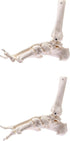QWORK Human Foot Skeleton Model, Life Size Anatomy Foot and Ankle Model, Right, Fully Articulated, for Education Study