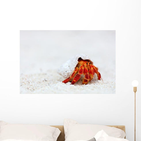 Wallmonkeys WM361670 Hermit Crab Peel and Stick Wall Decals, 36" W x