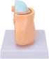 LJCM 9 Months Baby Fetus Model, Female Pelvis Model for Pregnancy, Clear Structure, High Simulation for Science