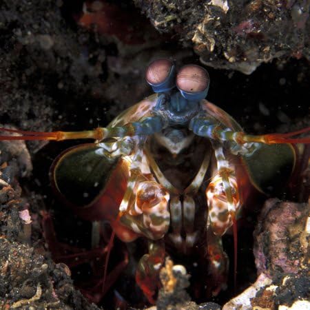 3dRose crustacean-AS11 MWE0264 6 Inch Indonesia. Green Mantis Shrimp, - Michele Westmorland Ceramic Tile
