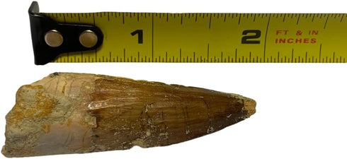 1.5" DINOSAURS ROCK Genuine Spinosaurus Dinosaur Fossil Tooth