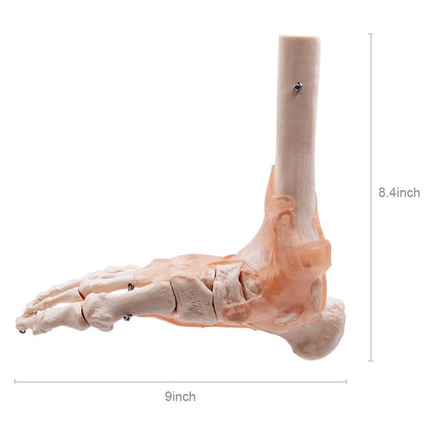 HUBERY MODEL Foot Joint Model Human Foot Ankle Joint Model with Ligament Medical Science Life Size
