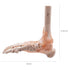 HUBERY MODEL Foot Joint Model Human Foot Ankle Joint Model with Ligament Medical Science Life Size