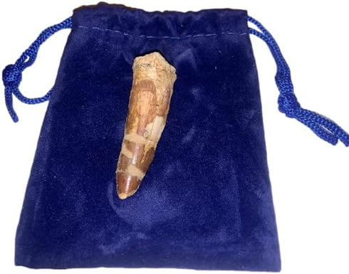 1.5" DINOSAURS ROCK Genuine Spinosaurus Dinosaur Fossil Tooth