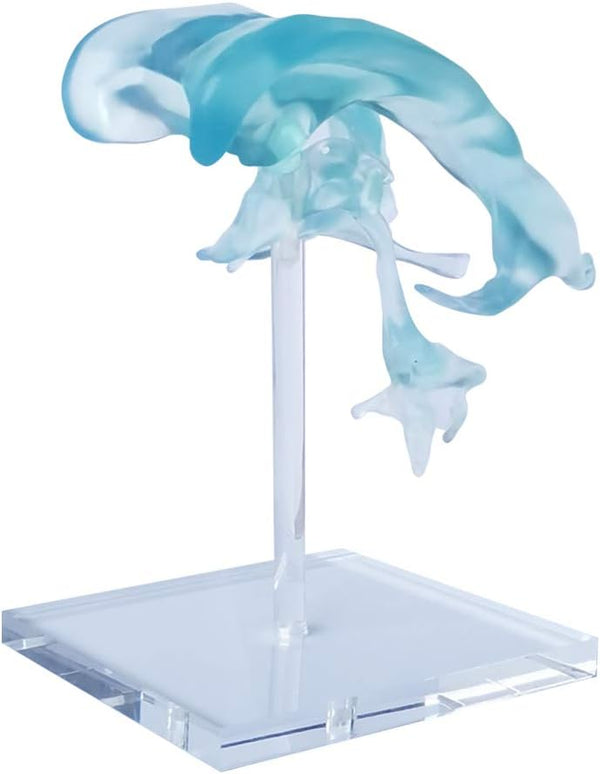 EVOTECH SCIENTIFIC Human Brain Ventricles Model for Medical Anatomy Teaching Learning, Students