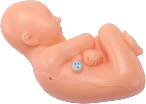 Hubceuo 9Th Human Pregnancy Fetal Development Month Embryonic Pelvic Model Fetus Foetus Pregnancy Anatomy of The