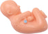 Hubceuo 9Th Human Pregnancy Fetal Development Month Embryonic Pelvic Model Fetus Foetus Pregnancy Anatomy of The