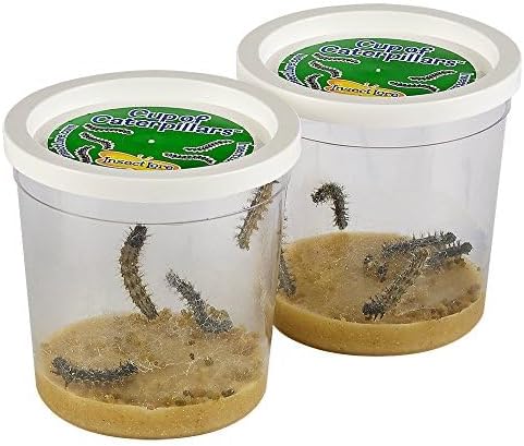 2 10 Insect Lore Cups of Caterpillars Basic - Live Baby Painted Lady Caterpillars - Refill for Habitat Kit