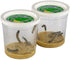 2 10 Insect Lore Cups of Caterpillars Basic - Live Baby Painted Lady Caterpillars - Refill for Habitat Kit