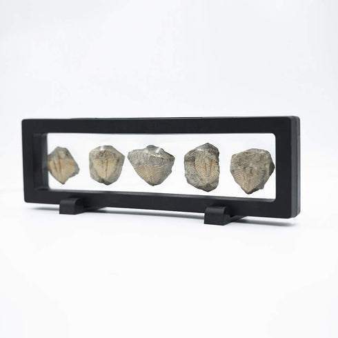 Lymhy Set 5 450 of Authentic Arthropod Real Trilobite Tail Fossil Rocks Kit Come Million Years ago for Collections