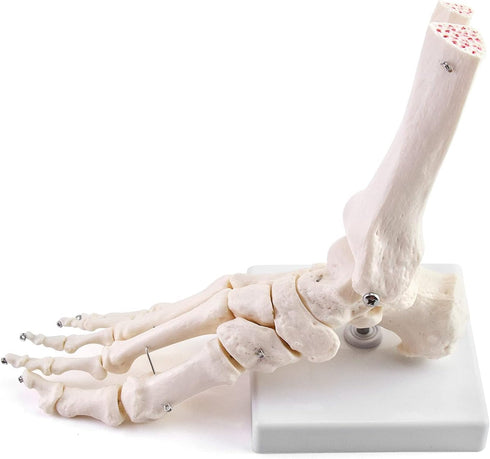 QWORK Human Foot Skeleton Model, Life Size Anatomy Foot and Ankle Model, Right, Fully Articulated, for Education Study