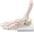 QWORK Human Foot Skeleton Model, Life Size Anatomy Foot and Ankle Model, Right, Fully Articulated, for Education Study