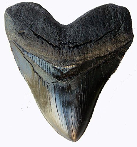 TYMXGHF 5.5 Inch #126 Prehistoric Planet Store Megalodon (Carcharodon megalodon) tooth, Black with Serrations (Replica)