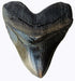 TYMXGHF 5.5 Inch #126 Prehistoric Planet Store Megalodon (Carcharodon megalodon) tooth, Black with Serrations (Replica)