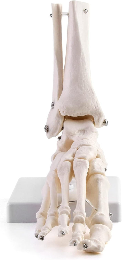 QWORK Human Foot Skeleton Model, Life Size Anatomy Foot and Ankle Model, Right, Fully Articulated, for Education Study