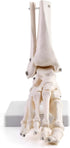QWORK Human Foot Skeleton Model, Life Size Anatomy Foot and Ankle Model, Right, Fully Articulated, for Education Study