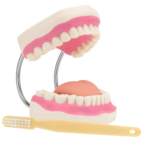 Giant Teeth Dental Demonstration Model with Toothbrush, Enlarged 6 Times Standard Size