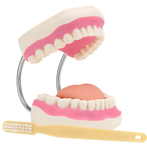 Giant Teeth Dental Demonstration Model with Toothbrush, Enlarged 6 Times Standard Size