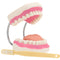 Giant Teeth Dental Demonstration Model with Toothbrush, Enlarged 6 Times Standard Size