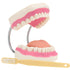 Giant Teeth Dental Demonstration Model with Toothbrush, Enlarged 6 Times Standard Size