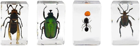 Celestron Real 3D Bugs in Clear Resin - 4pc Set of Wasp, Ant, Chafer, Beetle Specimens for Science Education