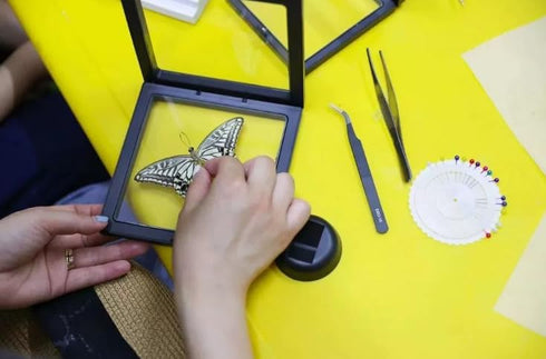 Dddzerong Butterfly Specimen Kit Includes pins, mounting Board, Spreading Tools, Display case, Labels, Forceps